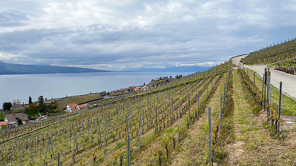 istock Vineyards above the Lake Geneva in spring 2249549574
