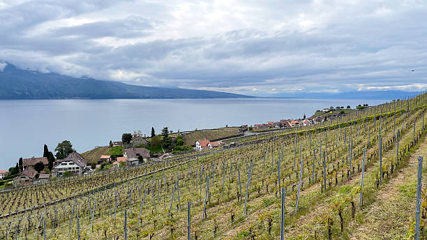 istock Vineyards above Lake Geneva in spring 2249549576