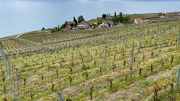 istock Vineyards above Lake Geneva in spring 2249549741