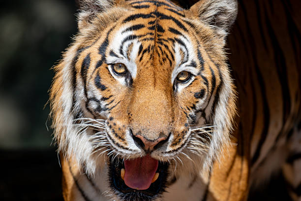 istock A close-up portrait of a Bengal tiger 2249550063