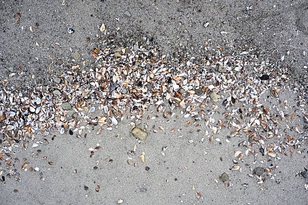 A group of small shells on a sandy beach on a sunny day, blurred background
