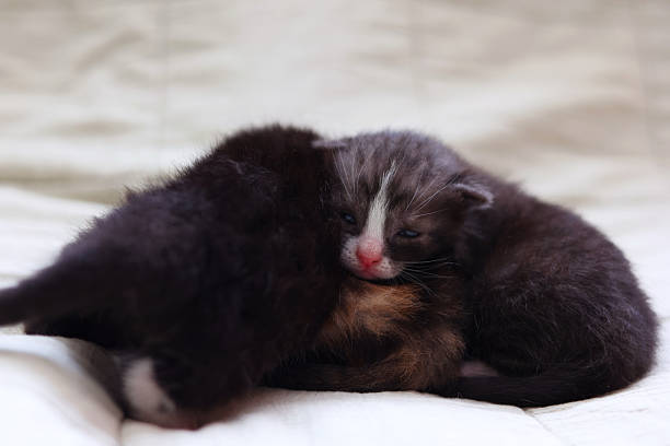 istock Adorable kittens sleep peacefully on a soft light fabric background. 2249551315