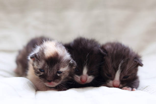 istock Adorable kittens sleep peacefully on a soft light fabric background. 2249551339