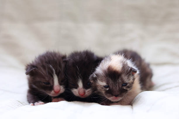 istock Adorable kittens sleep peacefully on a soft light fabric background. 2249551341