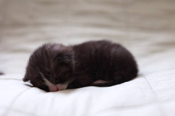 Adorable kittens sleep peacefully on a soft light fabric background. High quality photo