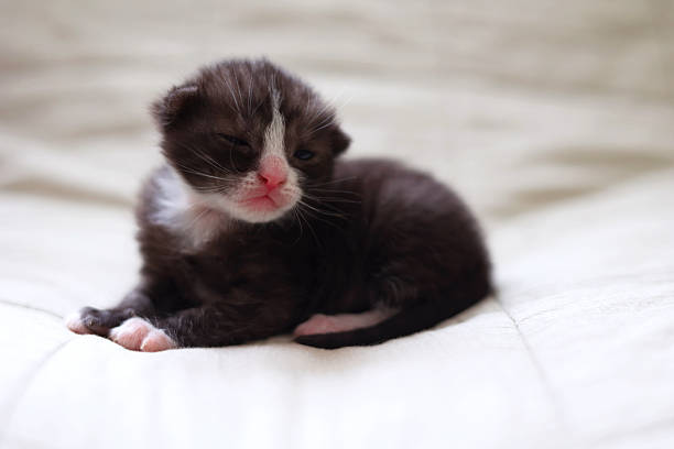 Adorable kittens sleep peacefully on a soft light fabric background. High quality photo