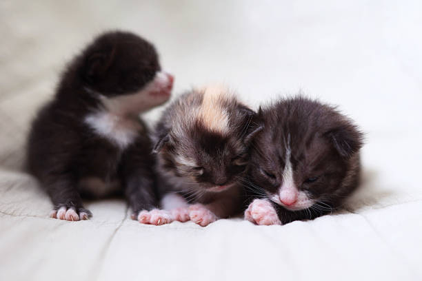 Adorable kittens sleep peacefully on a soft light fabric background. High quality photo