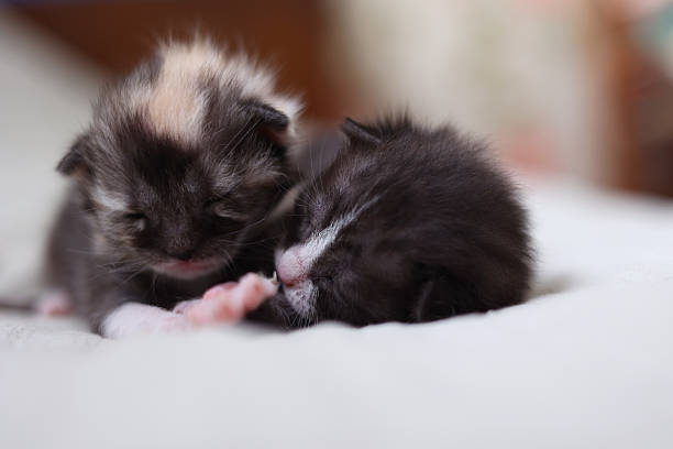istock Adorable kittens sleep peacefully on a soft light fabric background. 2249551429