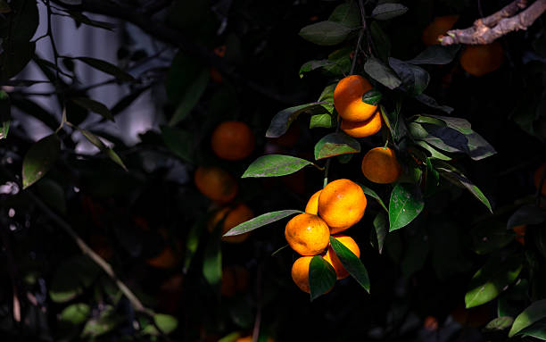 istock Tangerine tree, mandarine, tangerine, mandarin tree. Tangerine fruit on tree close up. Great harvest in the orchard. Mandarin farm. Agriculture. 2249551447