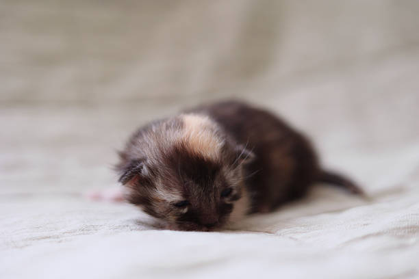 Adorable kittens sleep peacefully on a soft light fabric background. High quality photo