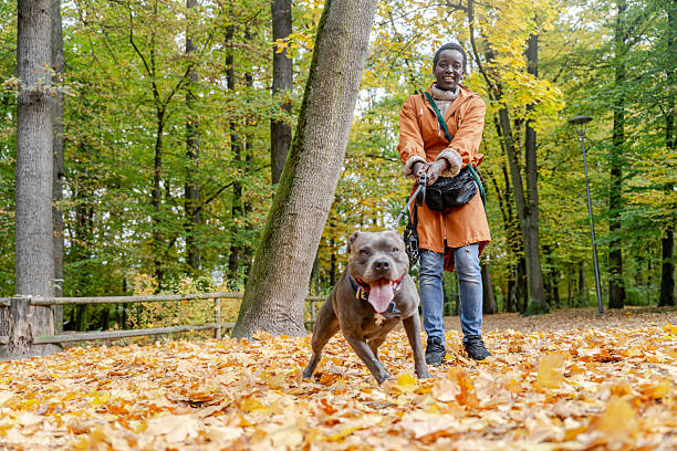 istock African sportive woman walking active pit bull on leash in autumn forest 2249552332