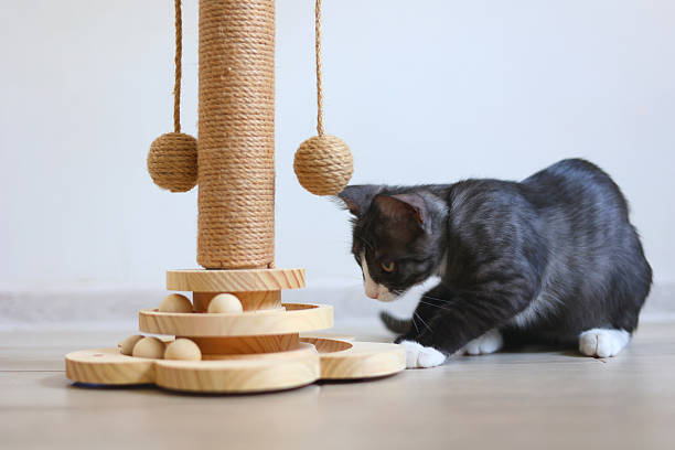 A curious little kitten is energetically playing with its scratching post, delightfully exploring its new environment