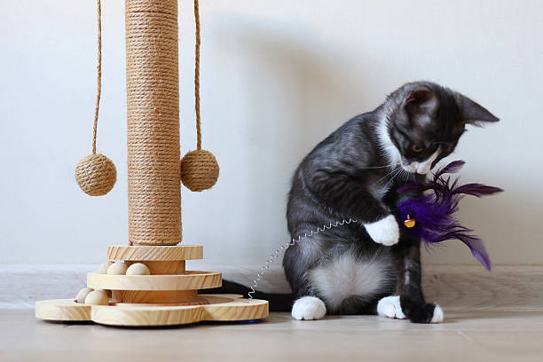 istock A playful kitten engages with its colorful scratching post, showcasing curiosity and energy 2249552788
