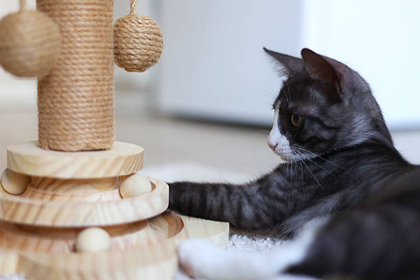 istock A playful kitten engages with its colorful scratching post, showcasing curiosity and energy 2249552795