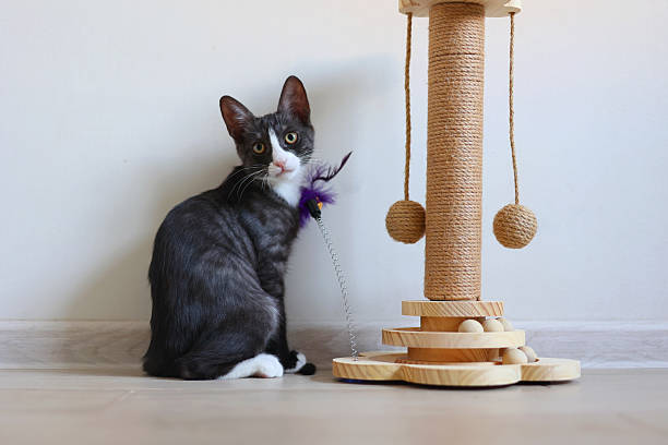 istock A playful kitten engages with its colorful scratching post, showcasing curiosity and energy 2249552796