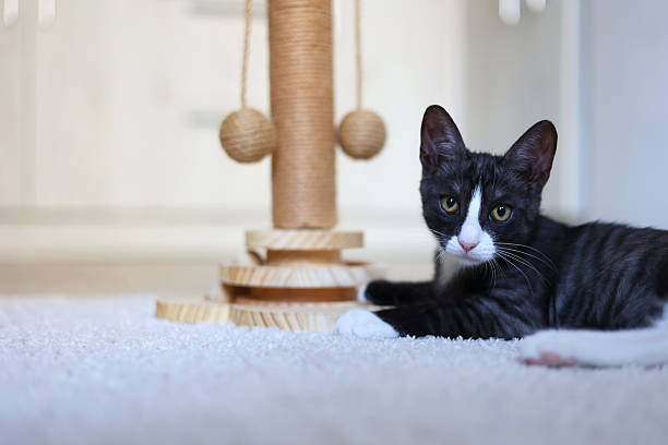 istock A playful kitten engages with its colorful scratching post, showcasing curiosity and energy 2249552808