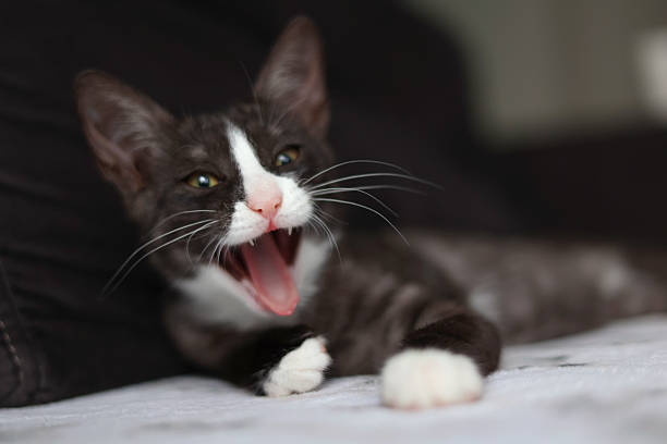 two kittens side by side. one yawns. the other is looking at the camera