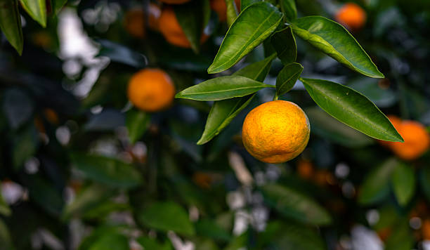 istock View of ripe mandarin oranges on trees on fruit farm. Mandarin oranges hanging from tree with more laden trees and mountains in background. 2249553920