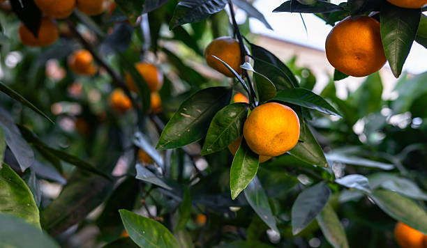 istock View of ripe mandarin oranges on trees on fruit farm. Mandarin oranges hanging from tree with more laden trees and mountains in background. 2249553997