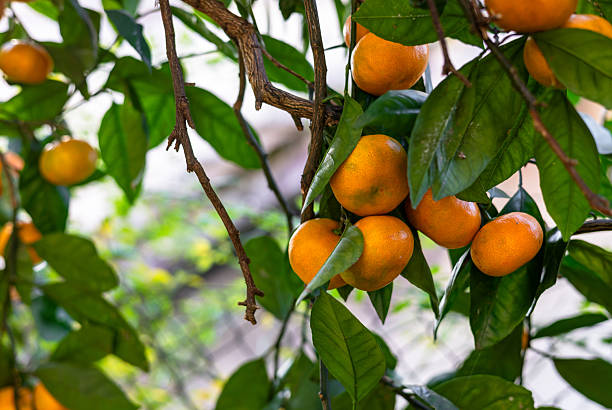 istock View of ripe mandarin oranges on trees on fruit farm. Mandarin oranges hanging from tree with more laden trees and mountains in background. 2249554017