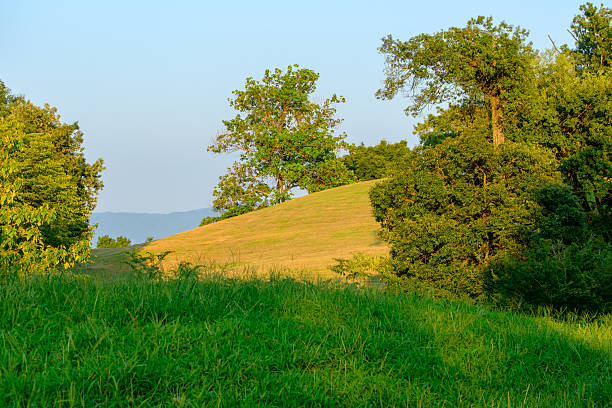 Gentle golden hills meet lush green trees under the warm light of sunset, creating a peaceful and idyllic landscape.