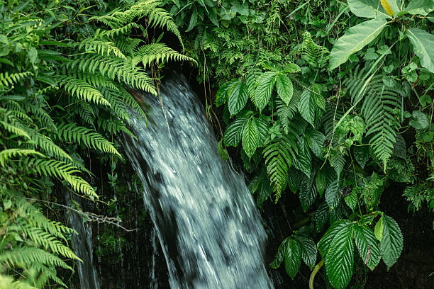 Waterfall deep down in the green tropical rainforest of Bali, Indonesia. The name of this waterfall is Nungnung and is located near the village of Ubud.