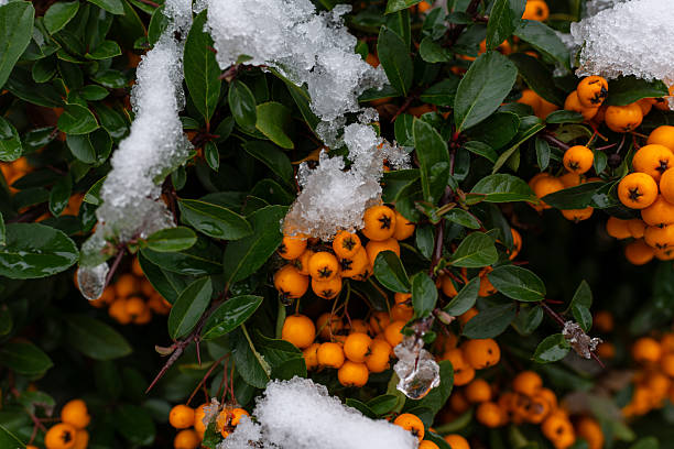 Winterberries after snow