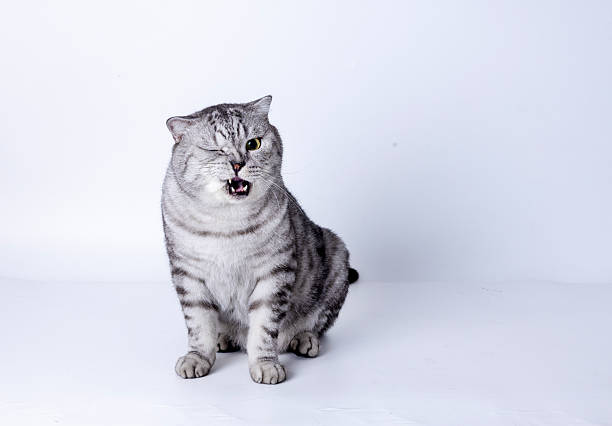 istock American Shorthair 2249555649