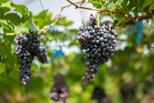 istock Grapes hangs from sunlit vine glowing softly surrounded by lush green leaves simple elegance found in nature  farm organic produce. 2249555678