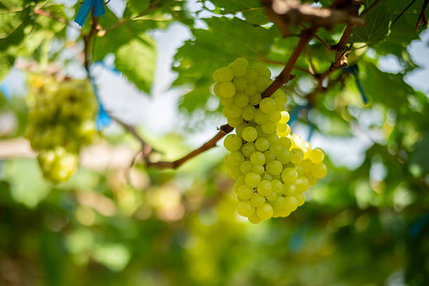 Grapes hangs from sunlit vine glowing softly surrounded by lush green leaves simple elegance found in nature  farm organic produce.