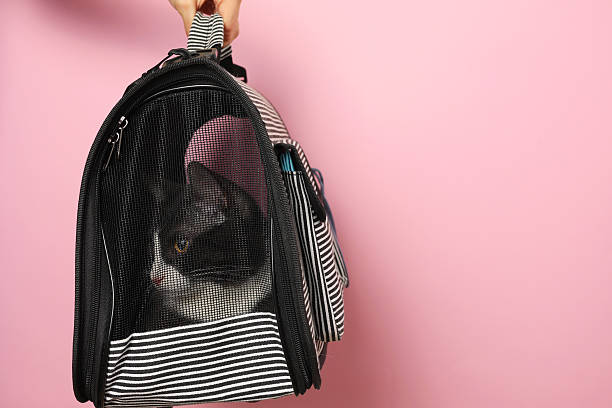 istock A Stylish Cat Carrier featuring an adorable Cat against a Bright Background that pops 2249555697