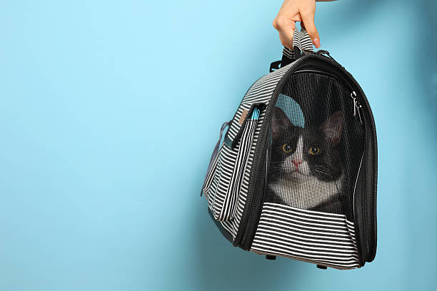 istock A Stylish Cat Carrier featuring an adorable Cat against a Bright Background that pops 2249555701