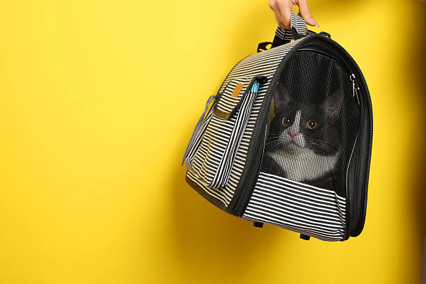 istock A Stylish Cat Carrier featuring an adorable Cat against a Bright Background that pops 2249555704