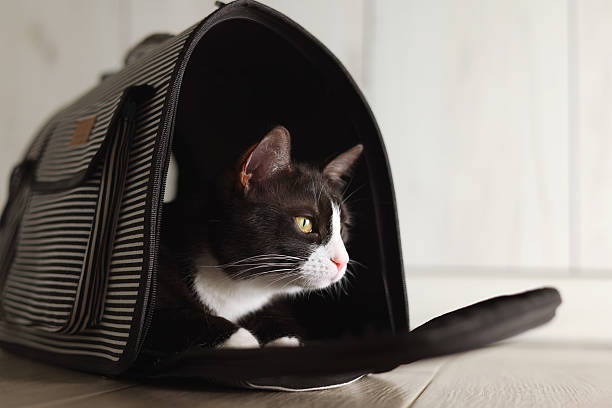 istock A Stylish Cat Carrier featuring an adorable Cat against a Bright Background that pops 2249555722