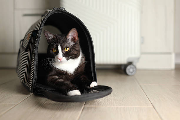 istock A Stylish Cat Carrier featuring an adorable Cat against a Bright Background that pops 2249555736