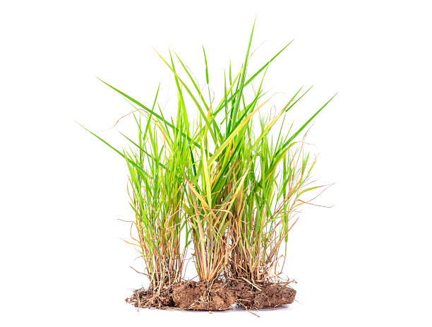 istock Natural green grass or weeds isolated on white background. 2249555956