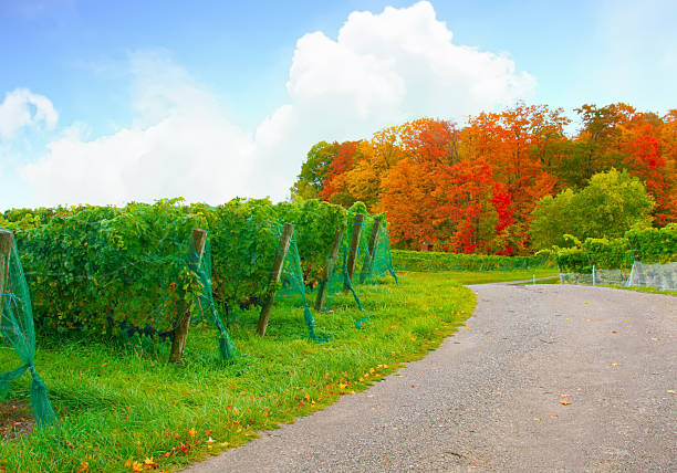 Beautiful landscape: grapevines in yellow, red leaves in an autumn vineyard. Fog, hills, trees in background