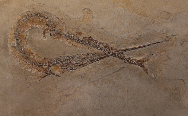 istock fossil of prehistoric fish in the stone 2249557963