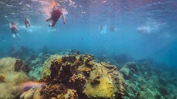 istock Tourist Swimmers snorkelling on bright tropical reef in Ko Samui, Thailand 2249558176