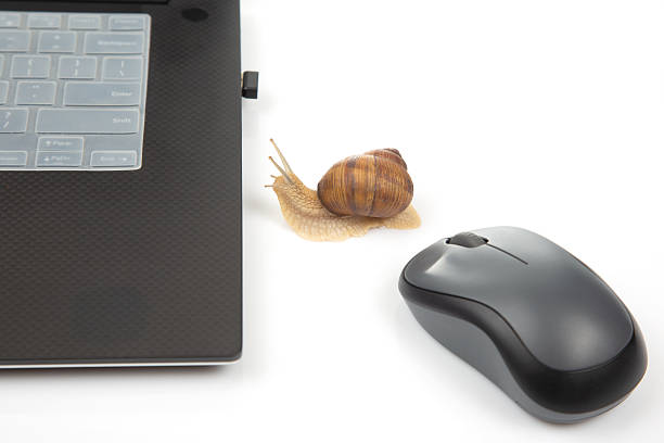 Snail