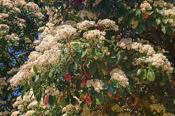 Springtime. Beautiful white flowers of Photinia tree in bloom