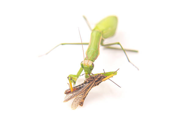 istock praying mantis eats a grasshopper close-up on a white background. Hunting in the world of insects. Prey for eating insects 2249558796