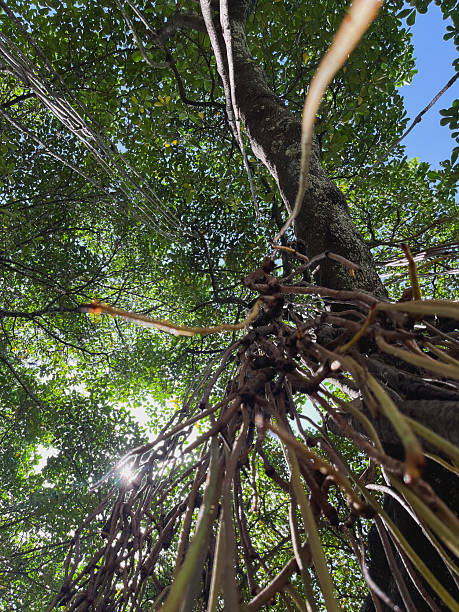 istock Abstract Low-Angle View of Tree Roots and Dense Foliage Against Sun Flare and Blue Sky 2249559476