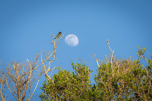 Moon is shining on blue clear sky with green tree leaves background.Phuket Island - Thailand.