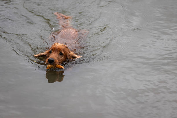 High angle view of a red cocker spaniel dog swimming in a pond outdoors in Autumn in the North East of England. He is carrying a stick in his mouth.