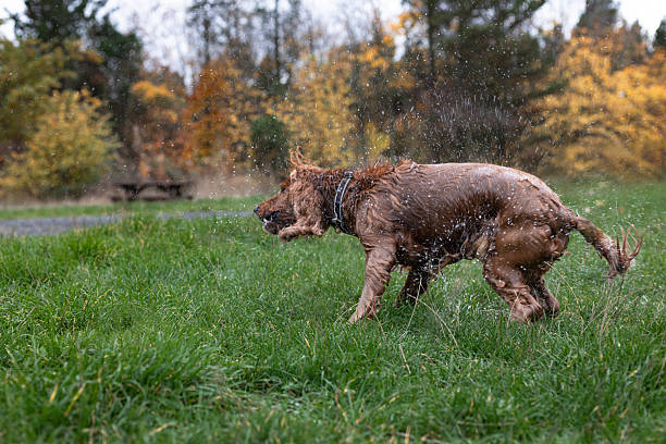 Red cocker spaniel dog shaking out his fur after swimming in a pond outdoors in Autumn in the North East of England.