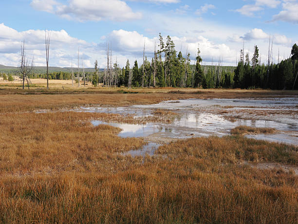 istock Marshy Thermal Landscape with Dead Snags and Reflections 2249560655