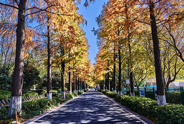 A Stunning Autumn Landscape Featuring Vibrant Trees,