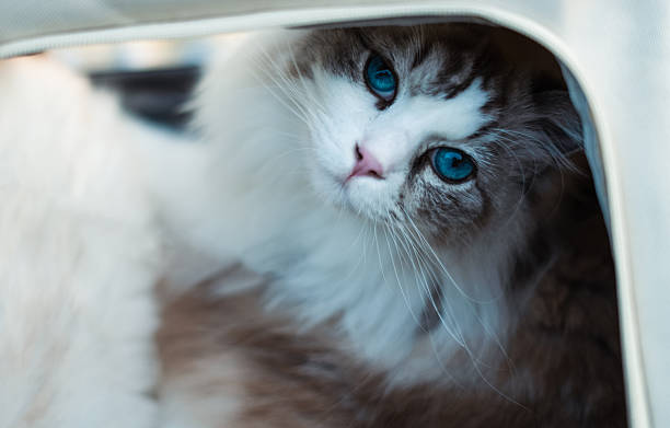 A lop-eared cat with fluffy fur walks in the yard in the snow in winter
