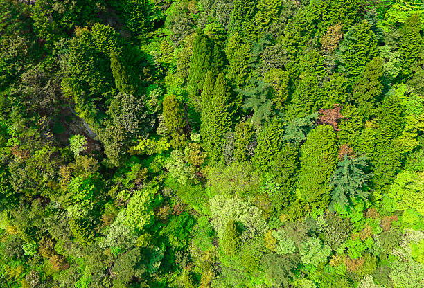 An aerial photo of a green forest